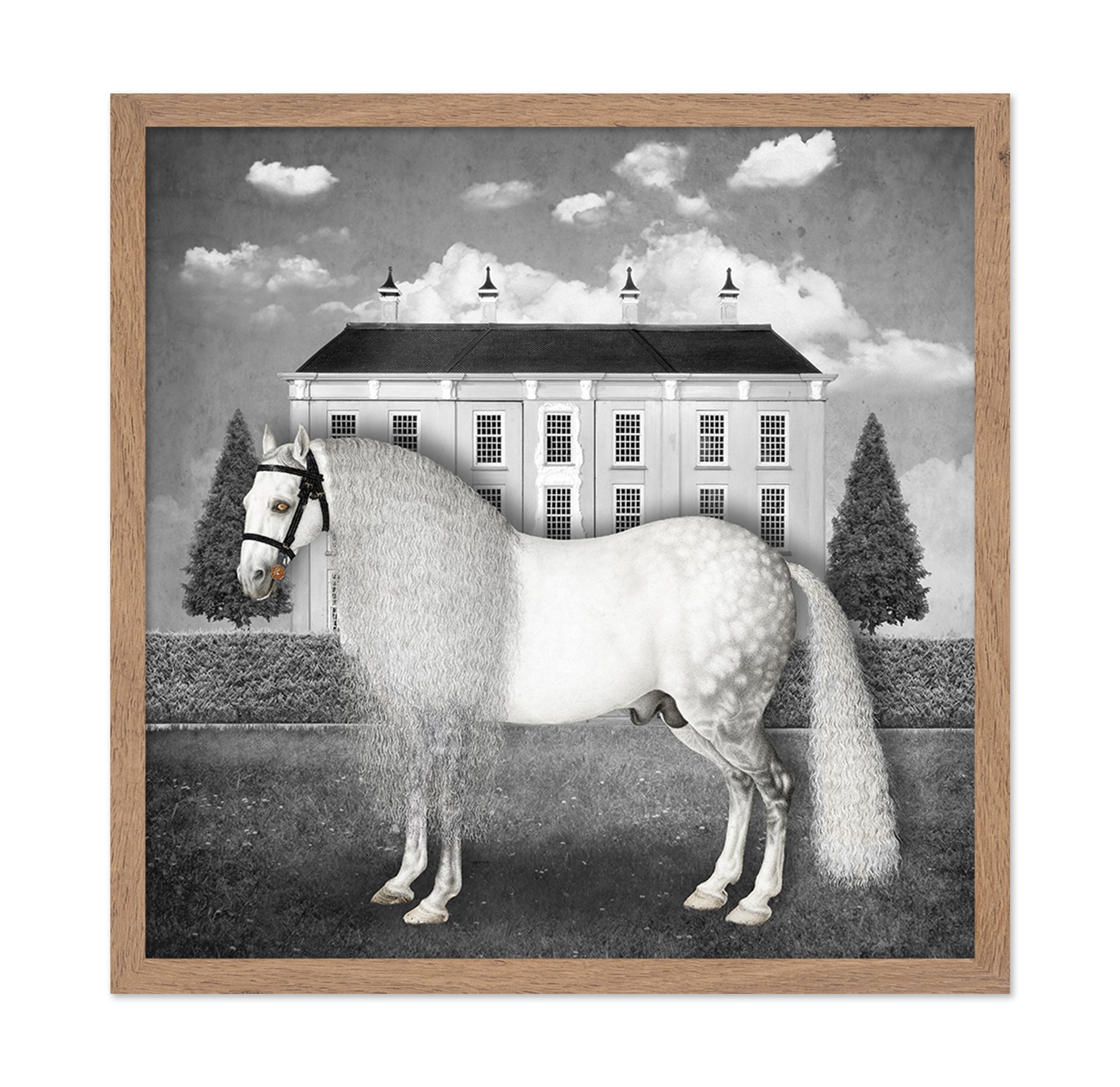 Regal Gray Stallion