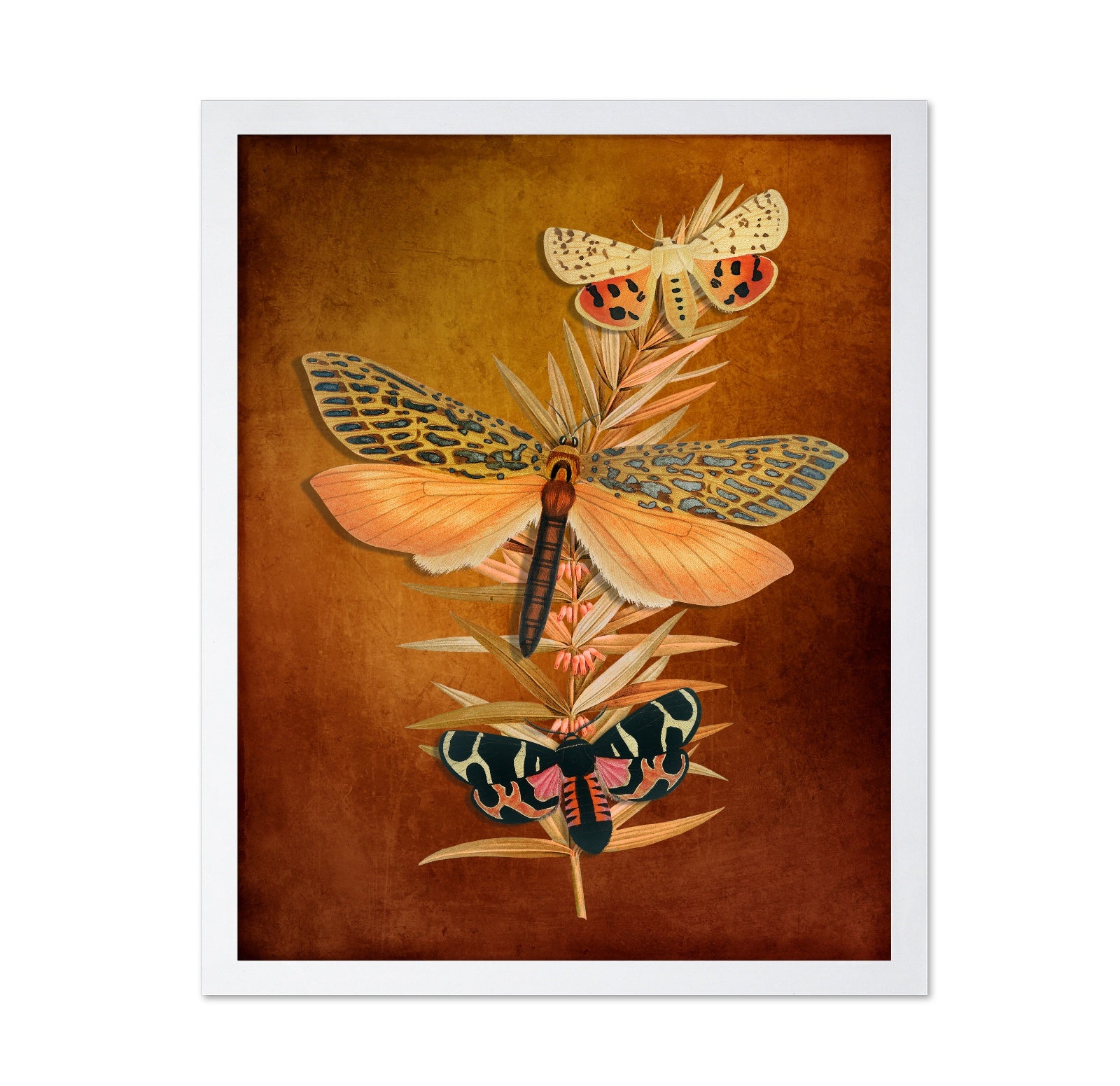 Autumn Moth Study