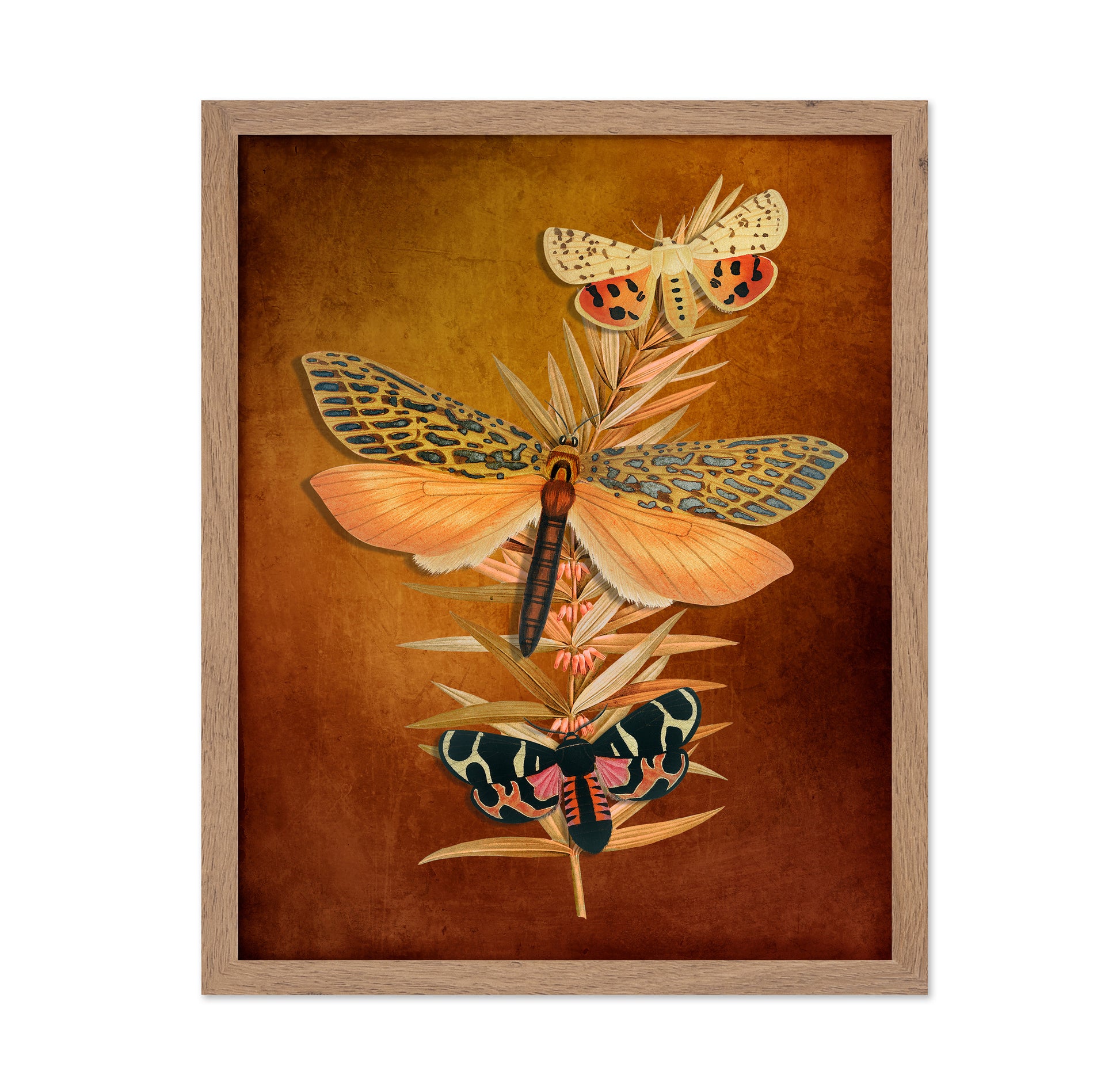 Autumn Moth Study