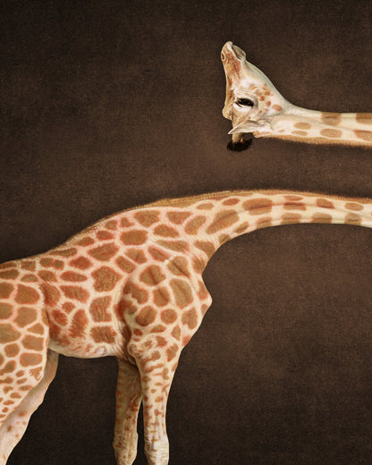 Twisted Giraffe Form