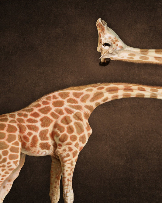 Twisted Giraffe Form