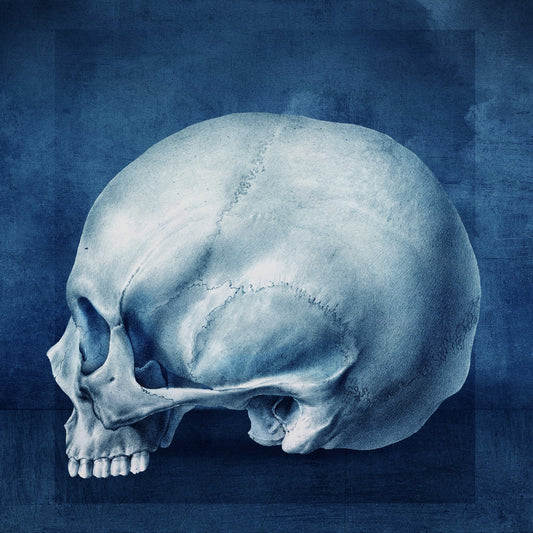 Blue Skull Study