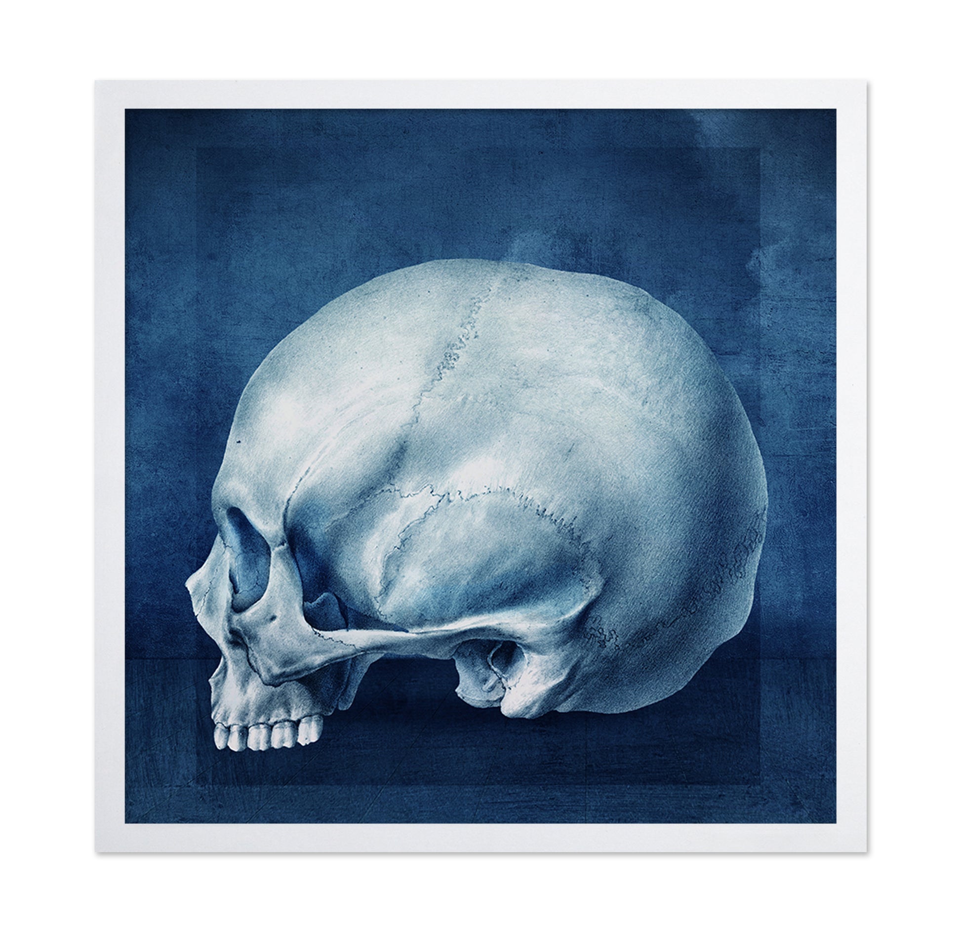 Blue Skull Study
