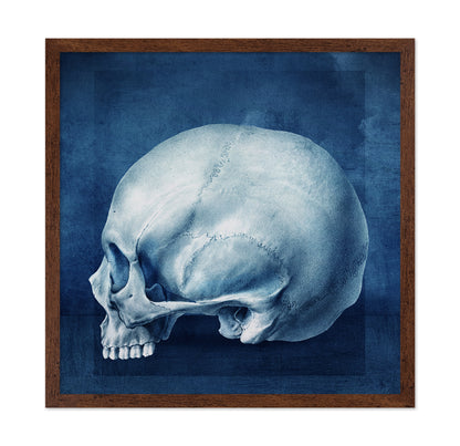 Blue Skull Study