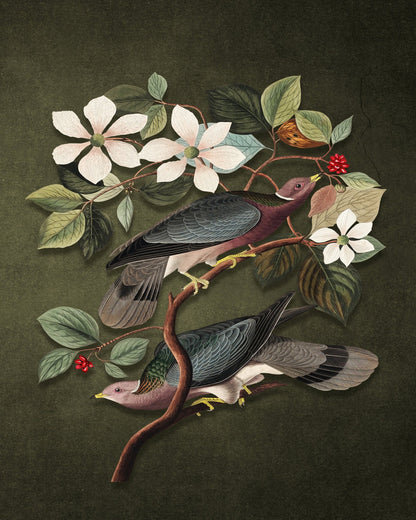 Vintage Pigeons Study