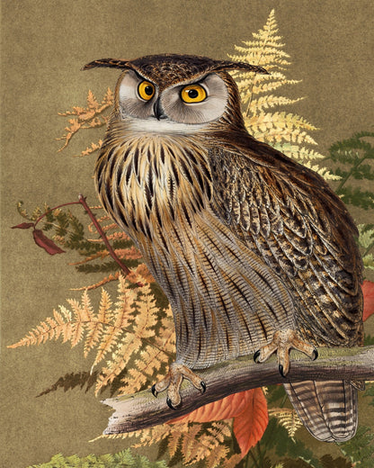 Autumn Owl Portrait