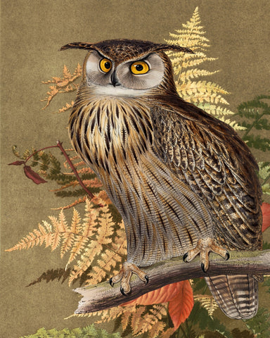 Autumn Owl Portrait