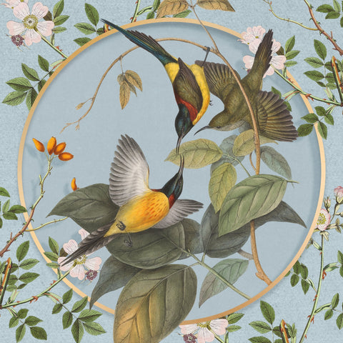Hummingbird Harmony