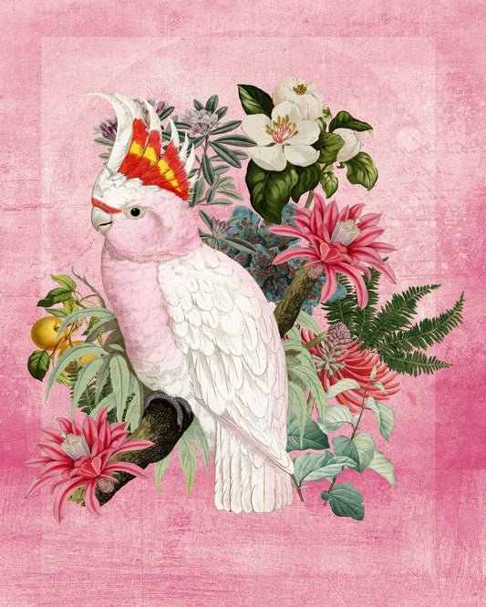 Pink Cockatoo Bloom