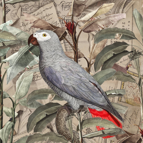 Vintage Parrot Collage