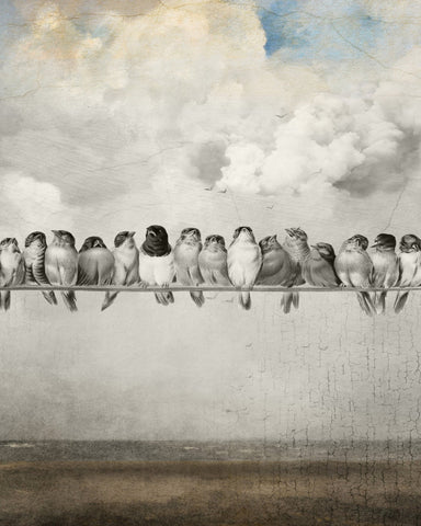 Birds On A Line
