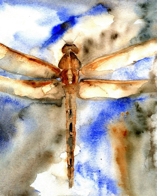 Rust Wing Dragonfly