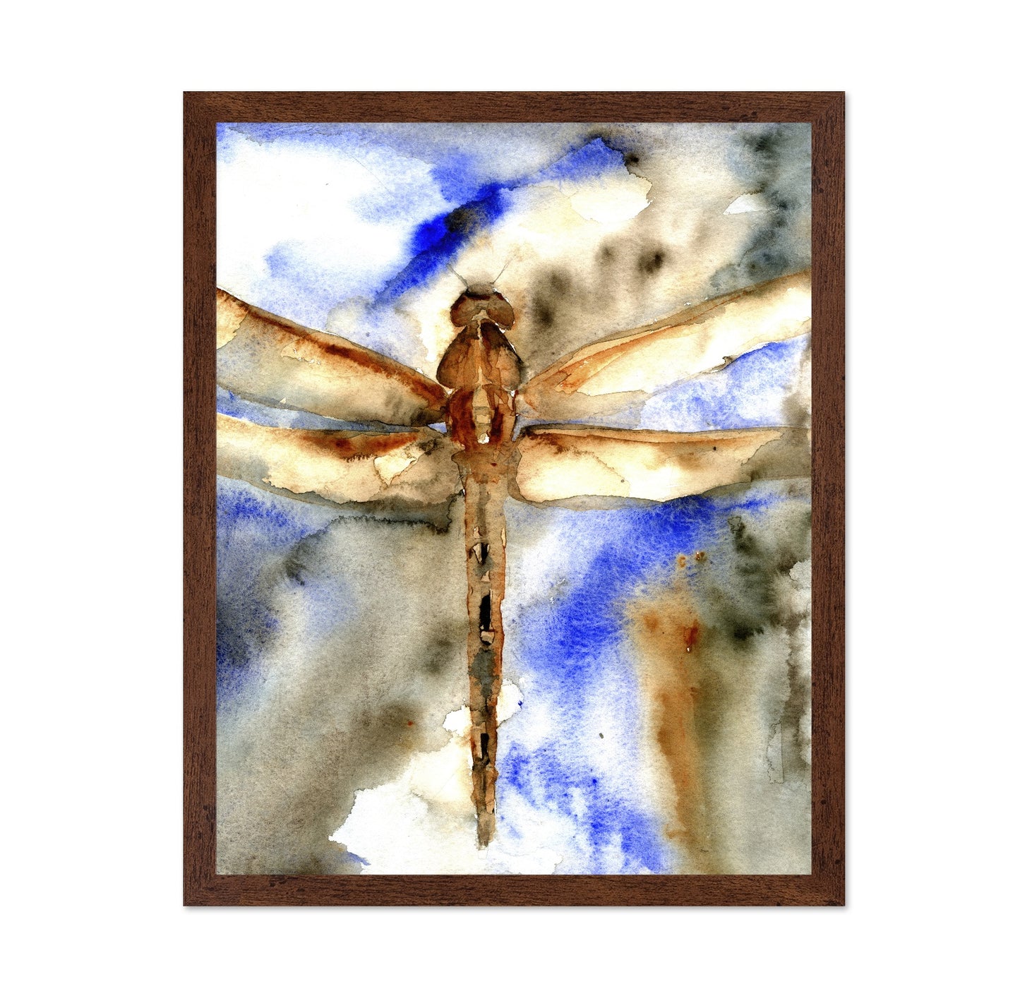 Rust Wing Dragonfly