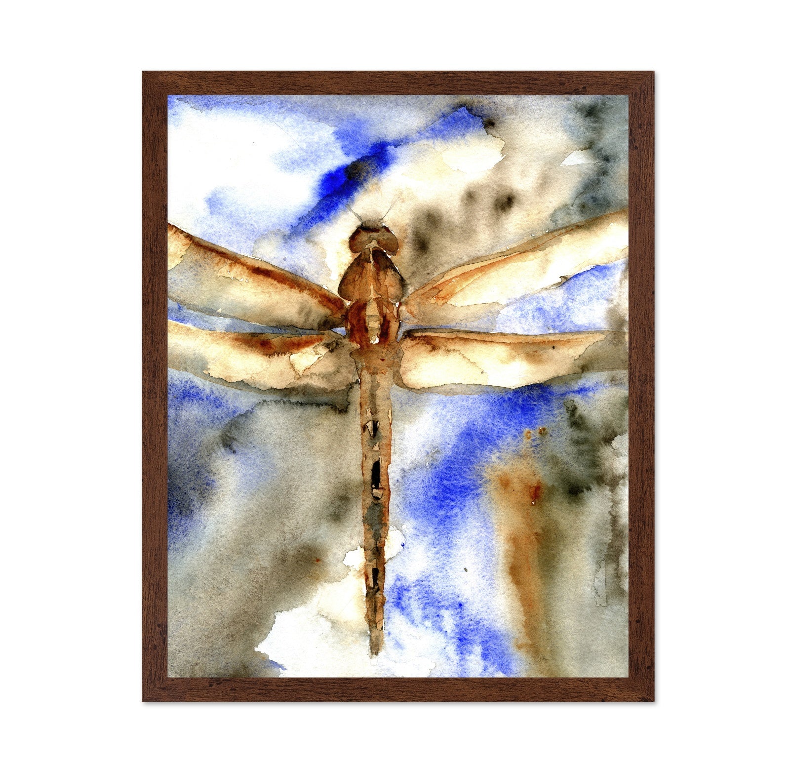 Rust Wing Dragonfly