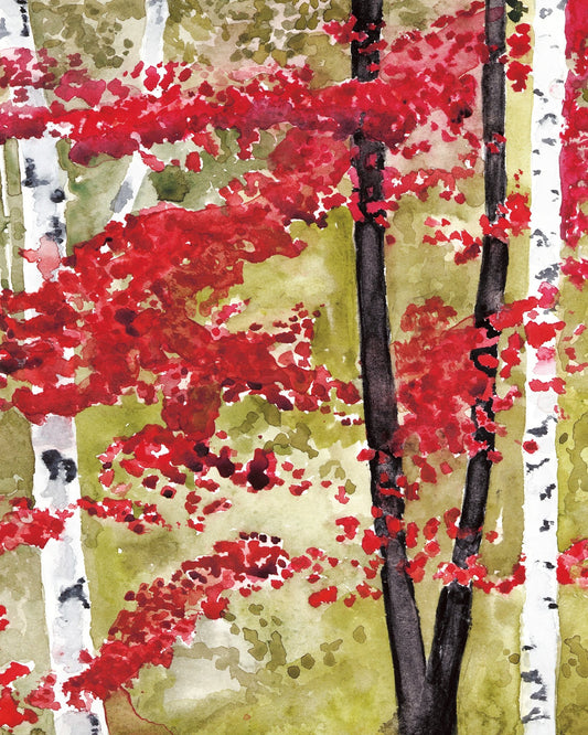 Red Birch Grove