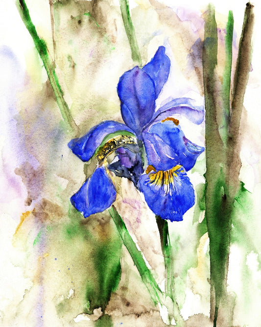 Blue Iris Bloom