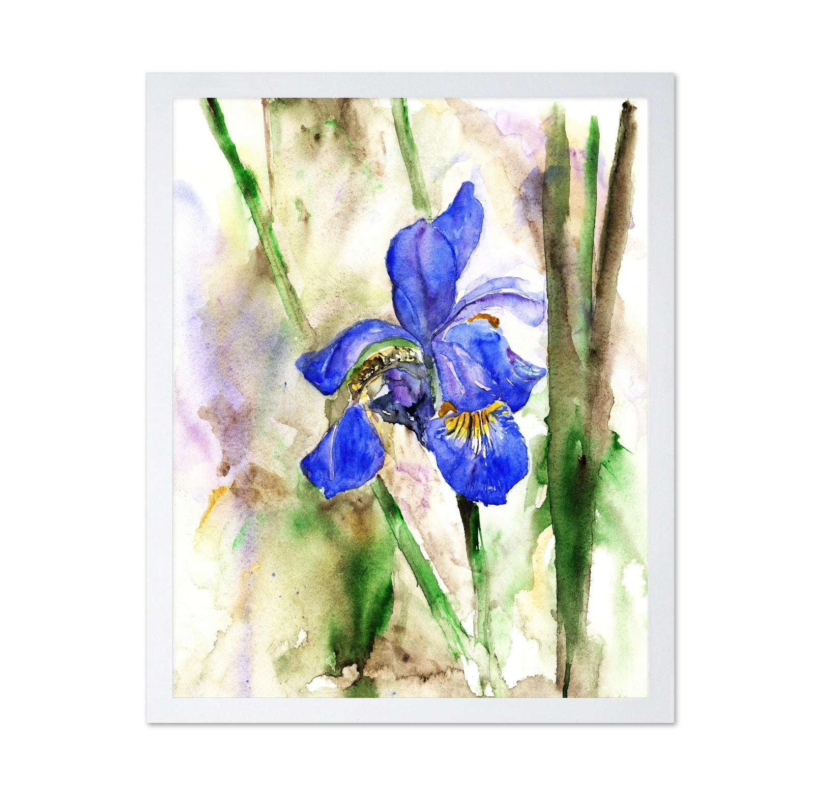 Blue Iris Bloom