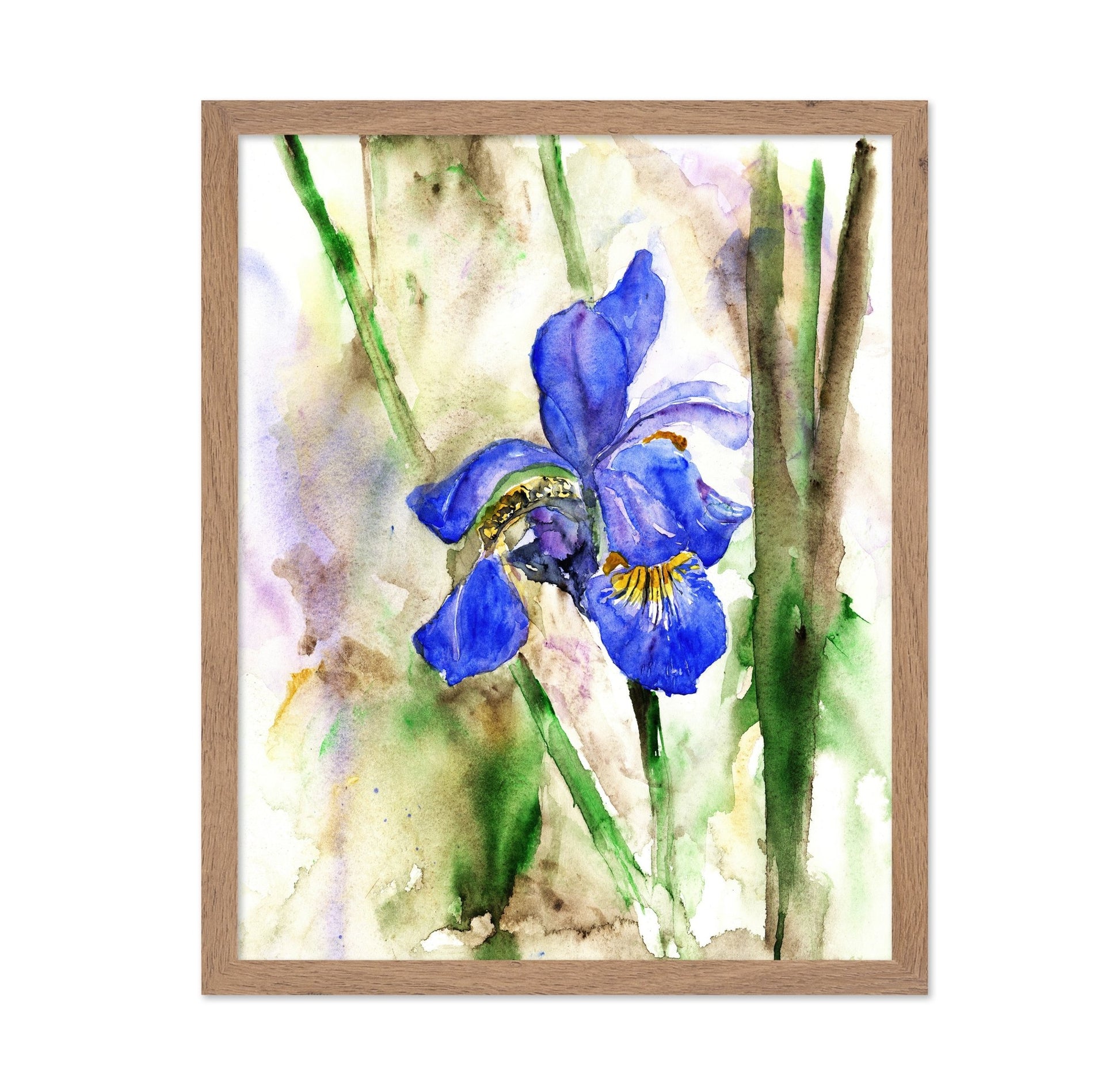 Blue Iris Bloom