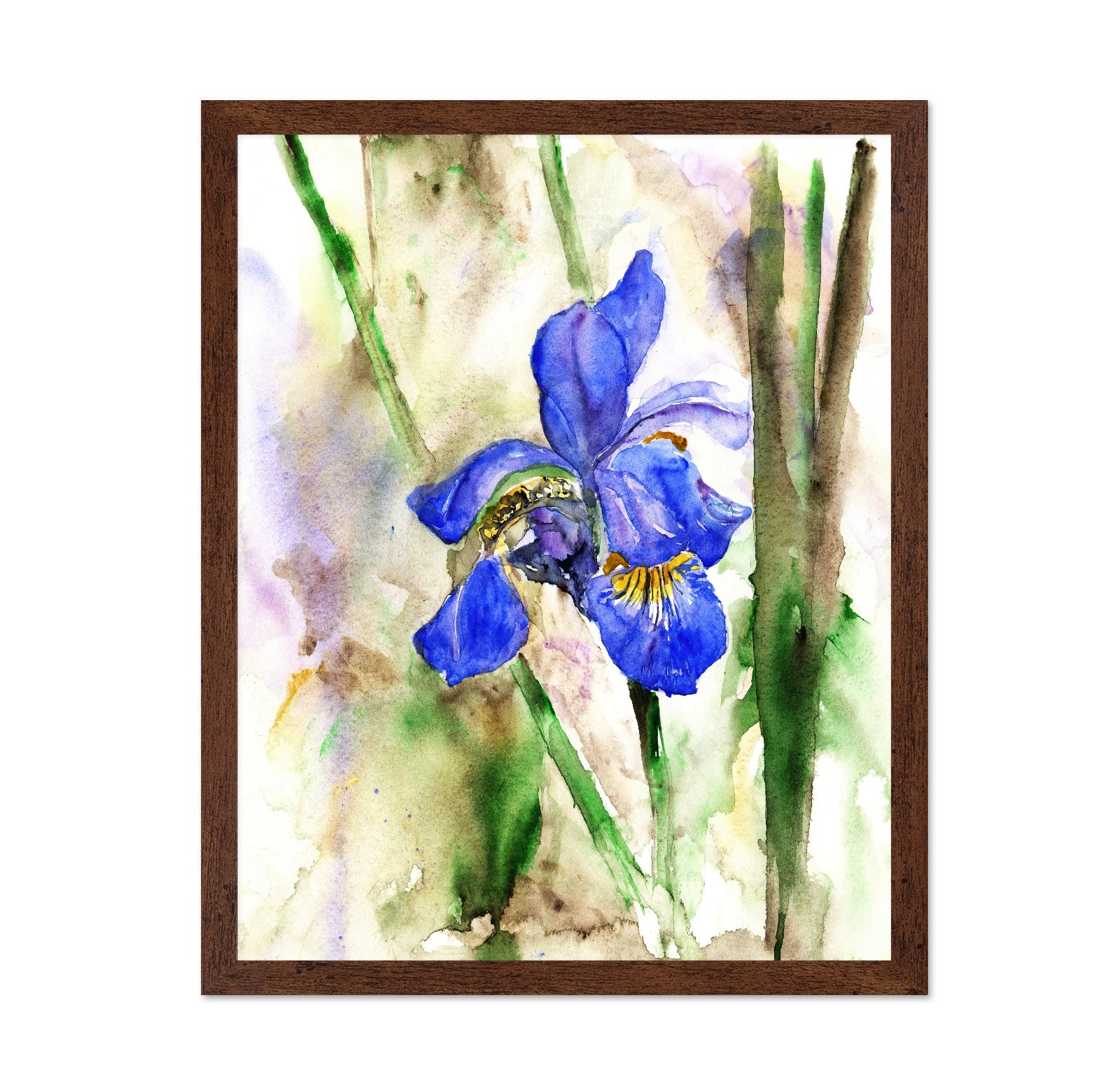 Blue Iris Bloom