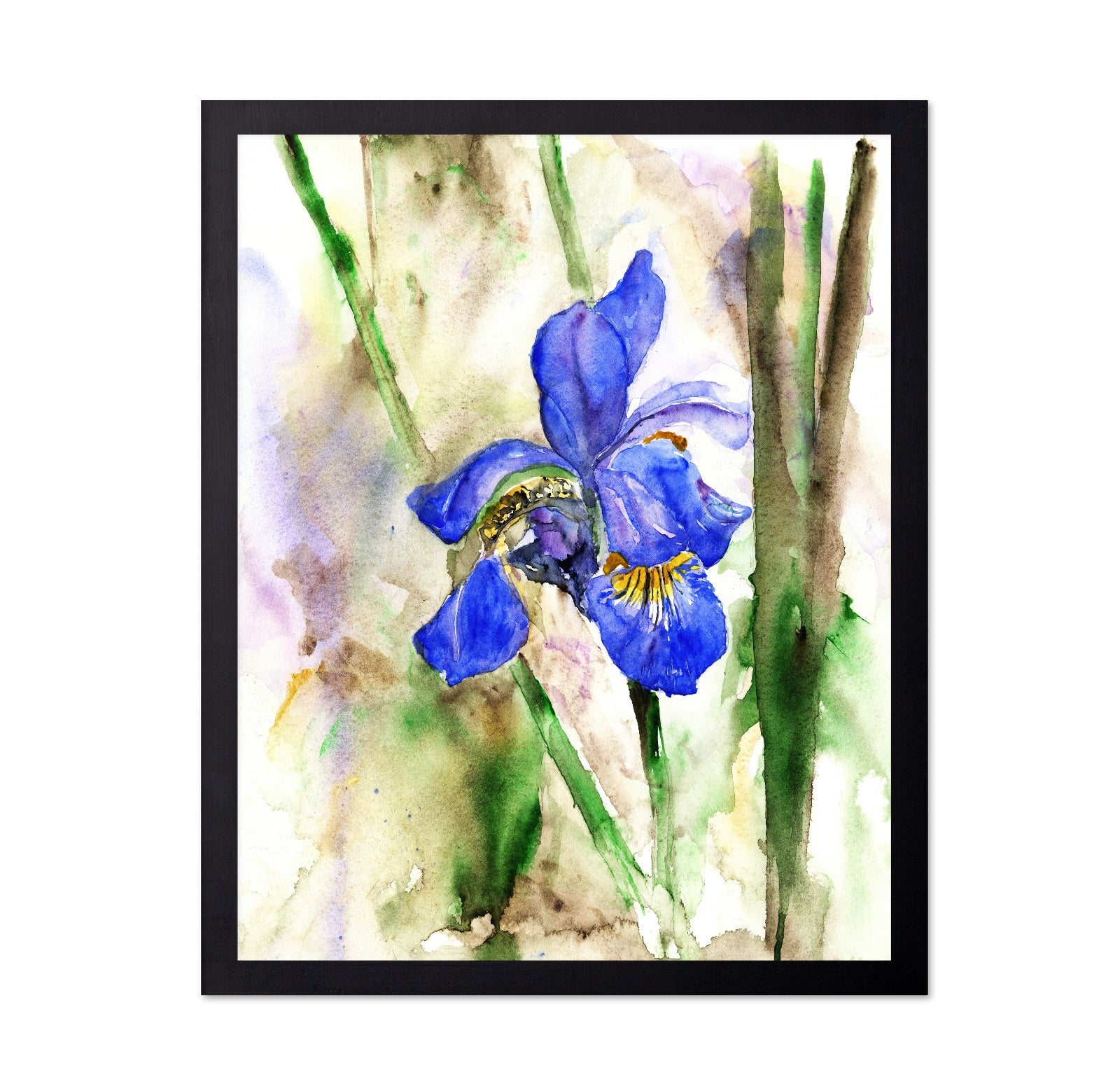 Blue Iris Bloom