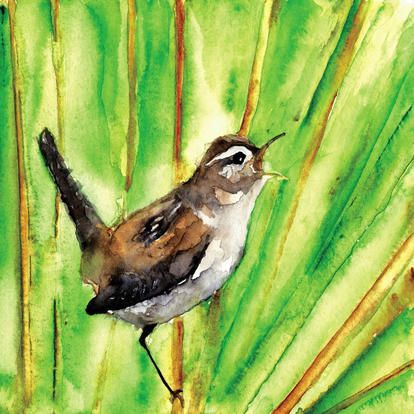 Singing Wren