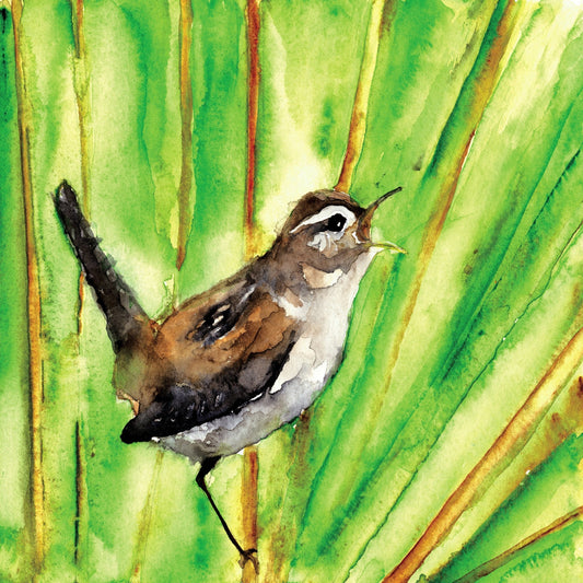 Singing Wren
