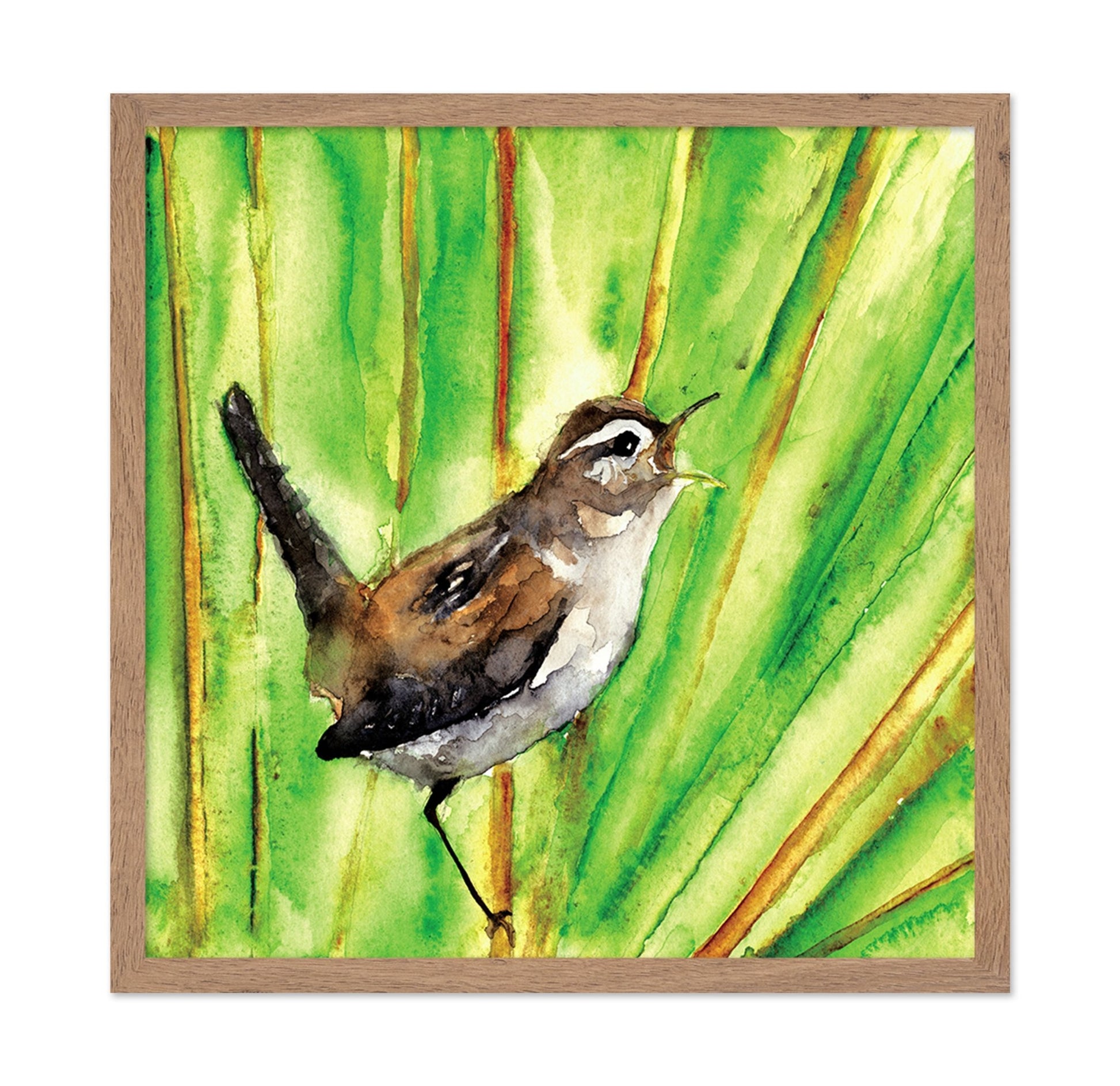 Singing Wren