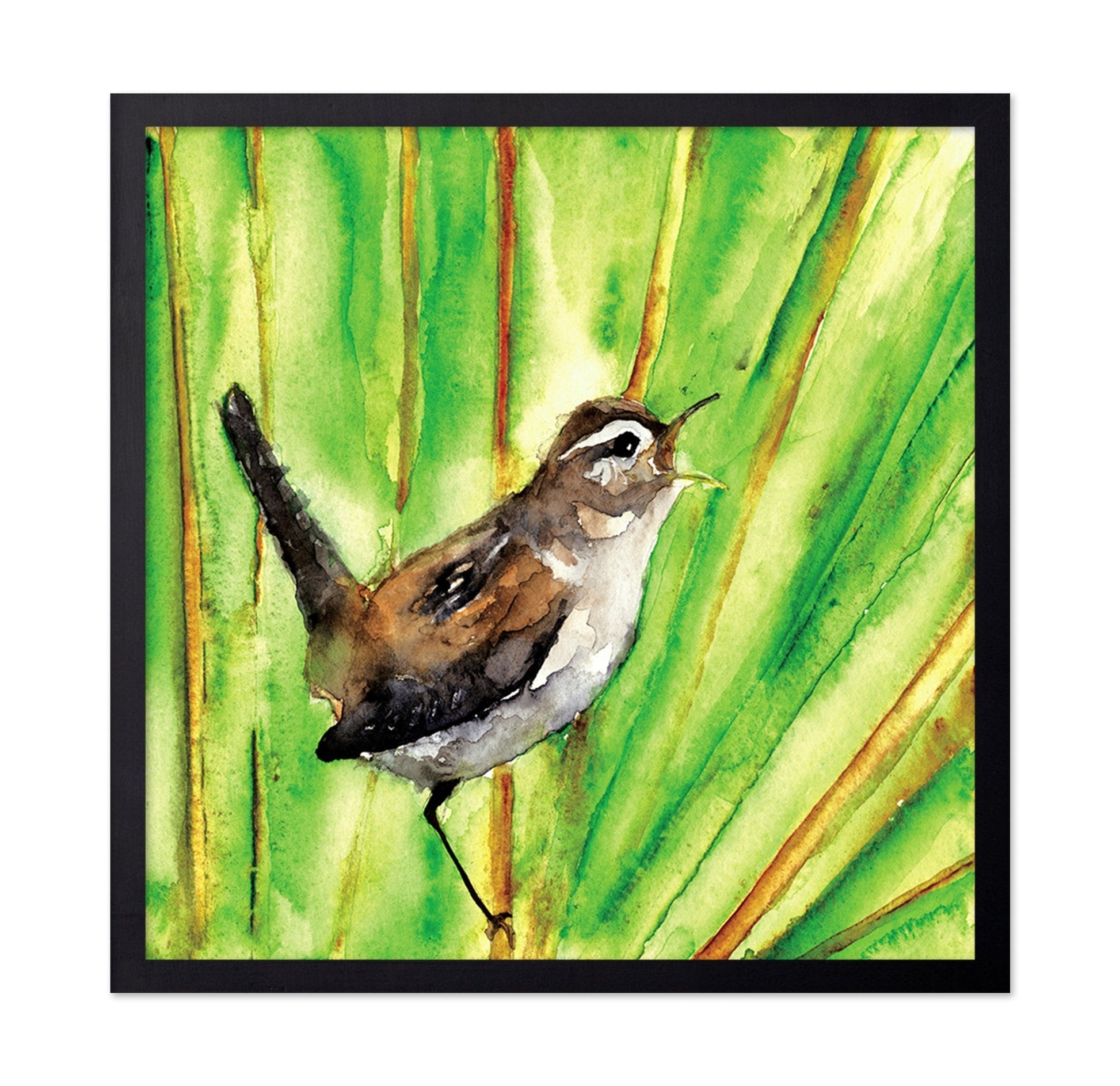Singing Wren