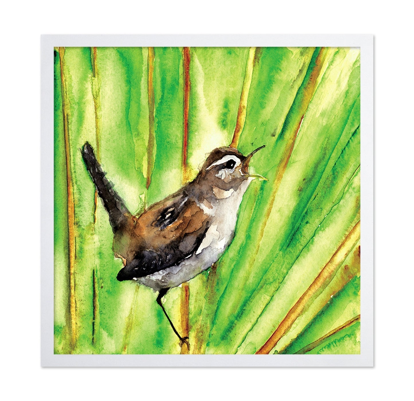 Singing Wren