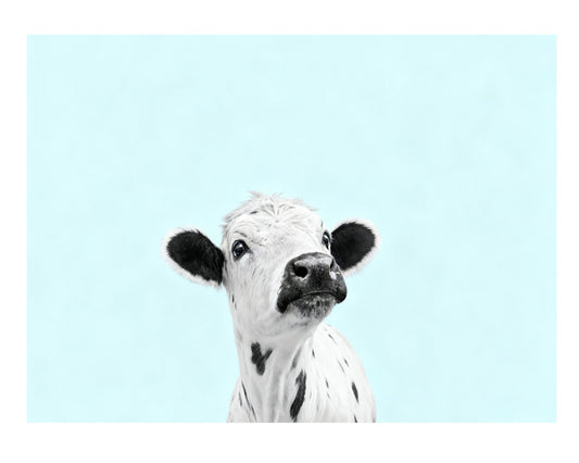 Curious Baby Cow