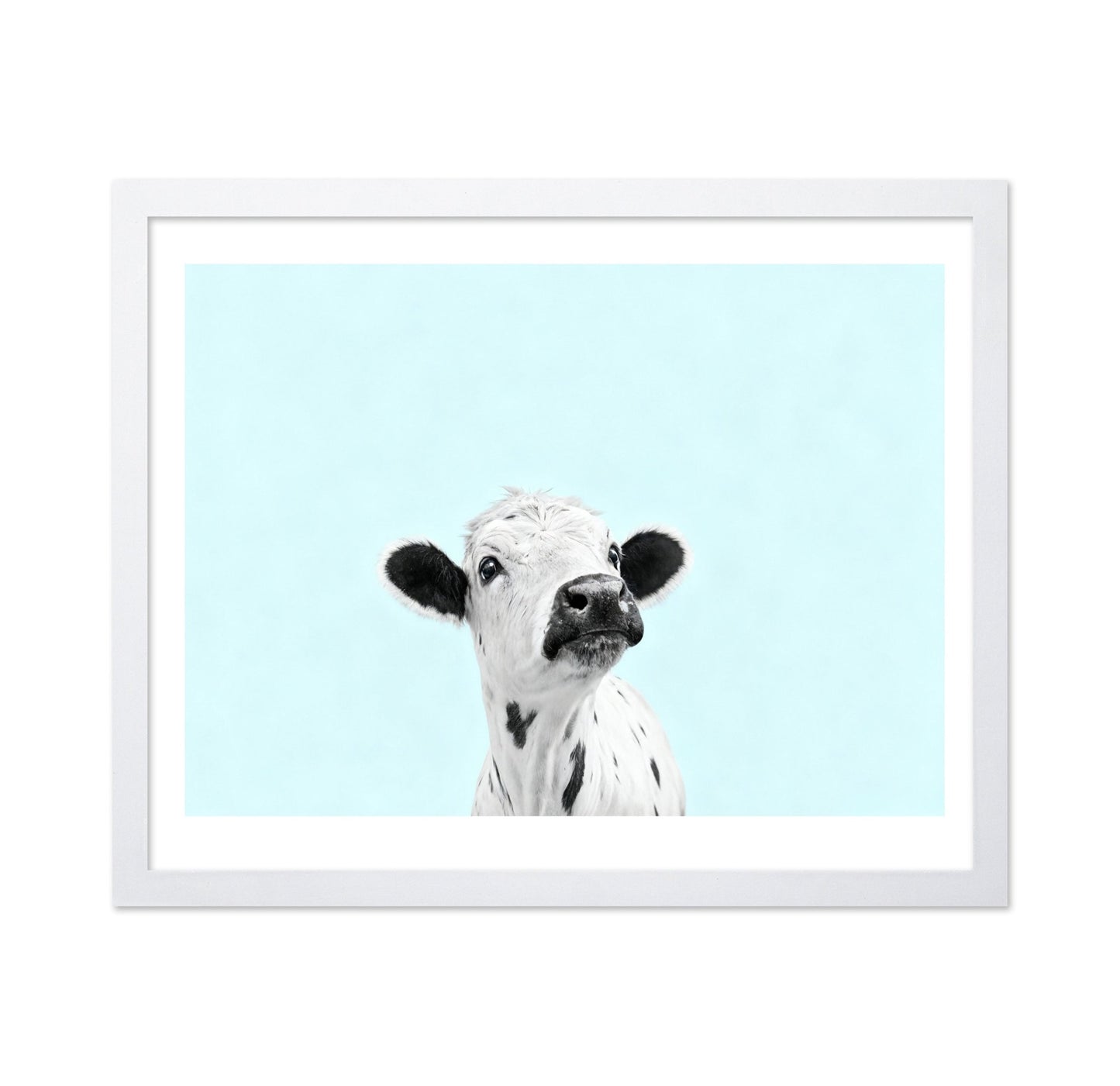 Curious Baby Cow
