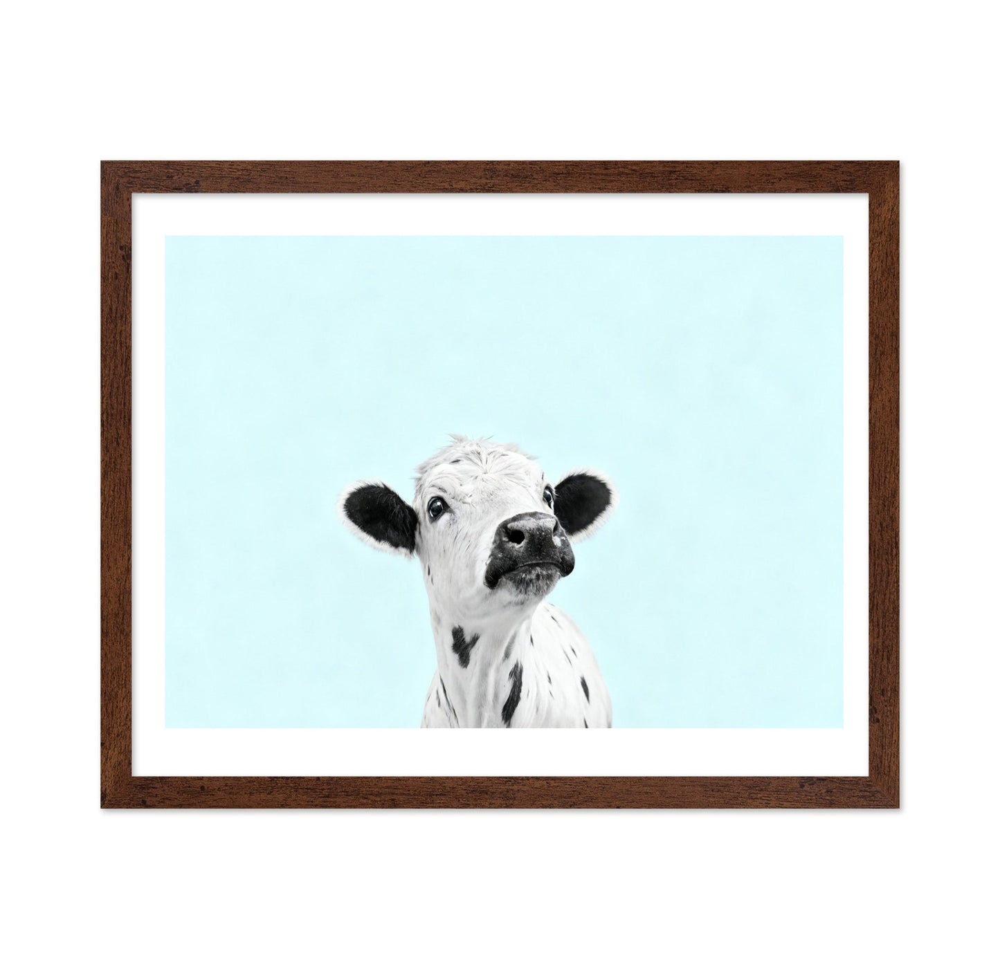 Curious Baby Cow