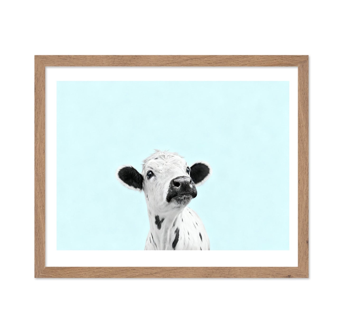 Curious Baby Cow
