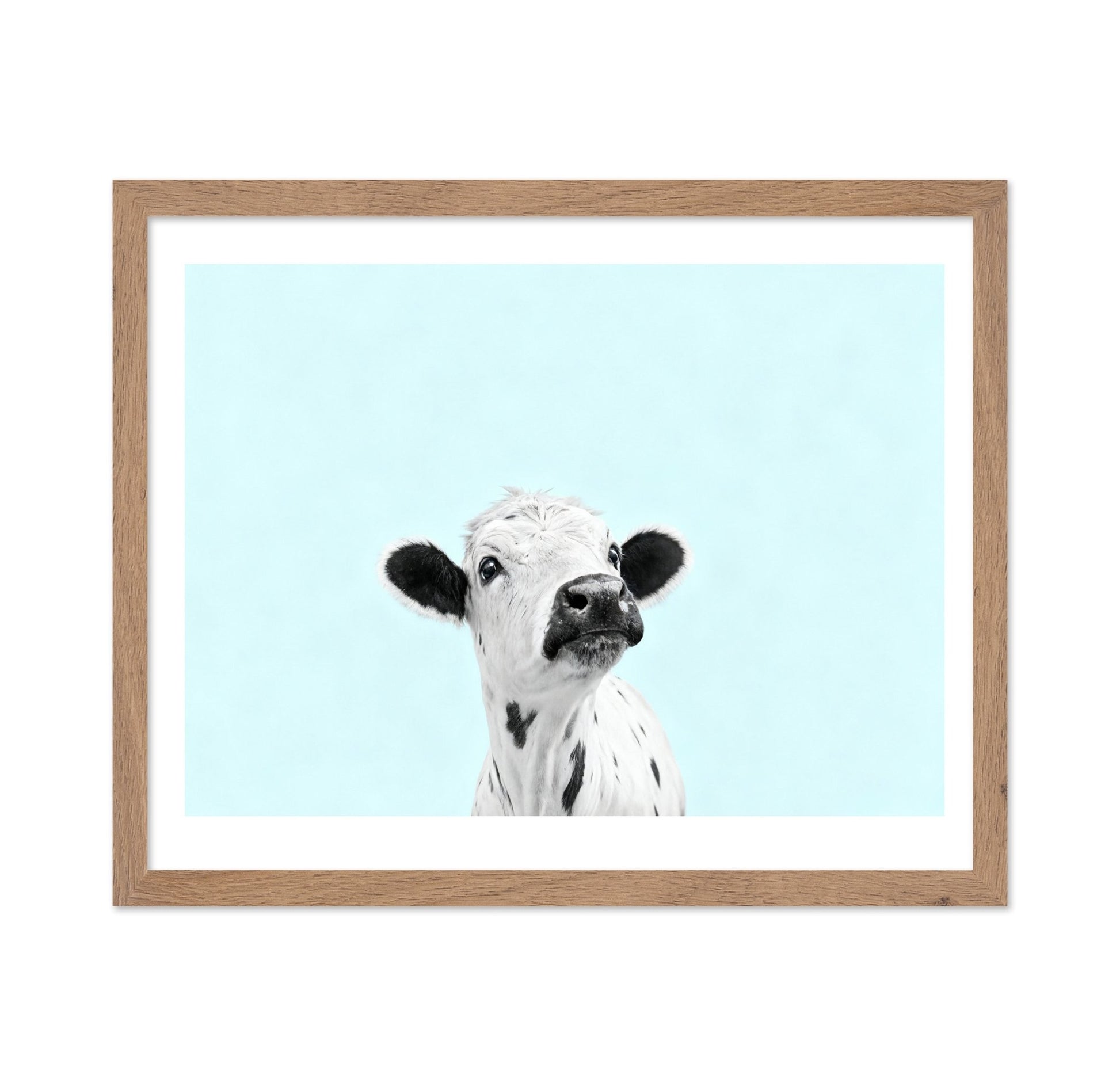 Curious Baby Cow