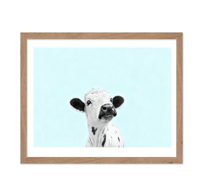 Curious Baby Cow
