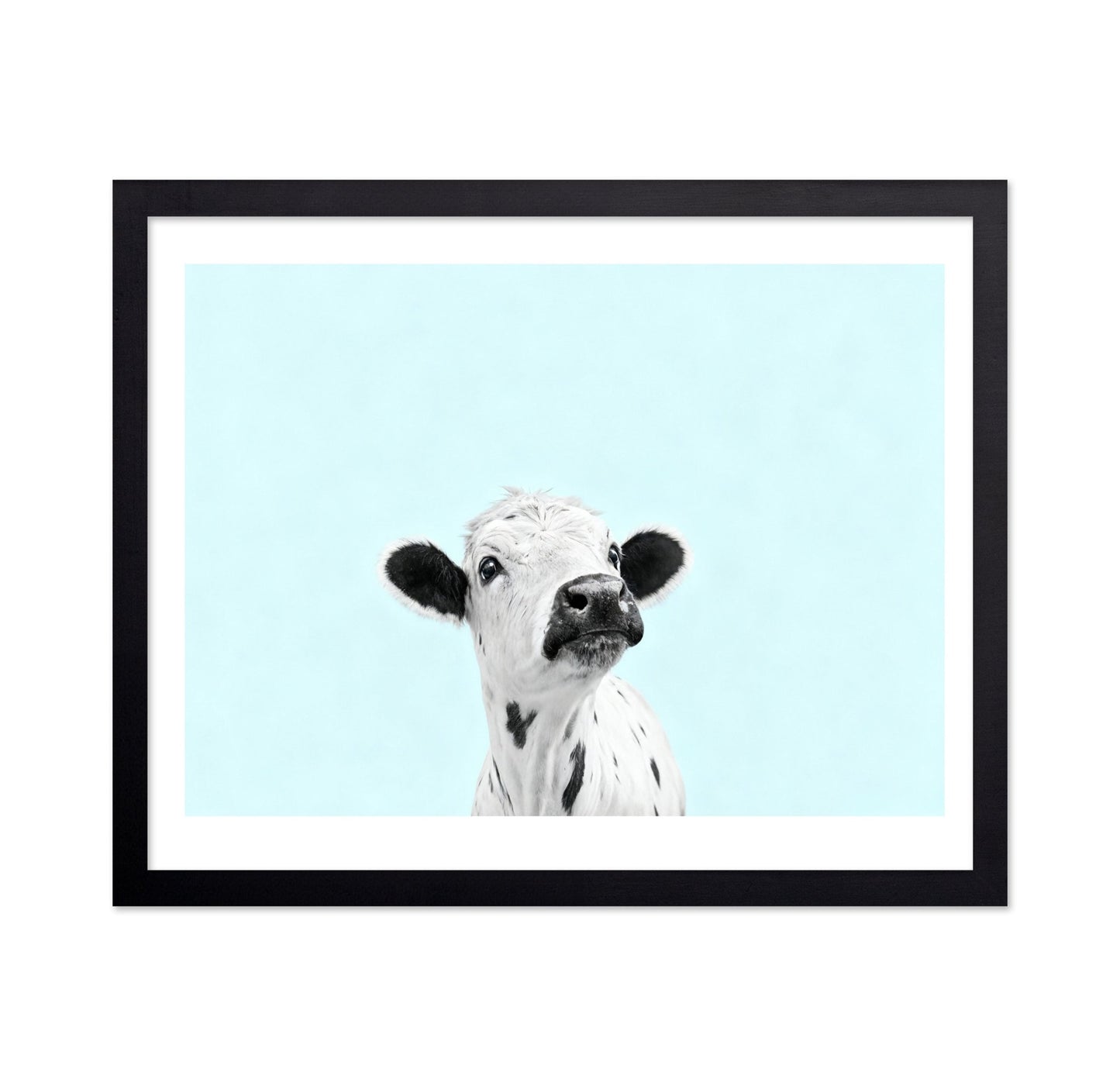 Curious Baby Cow