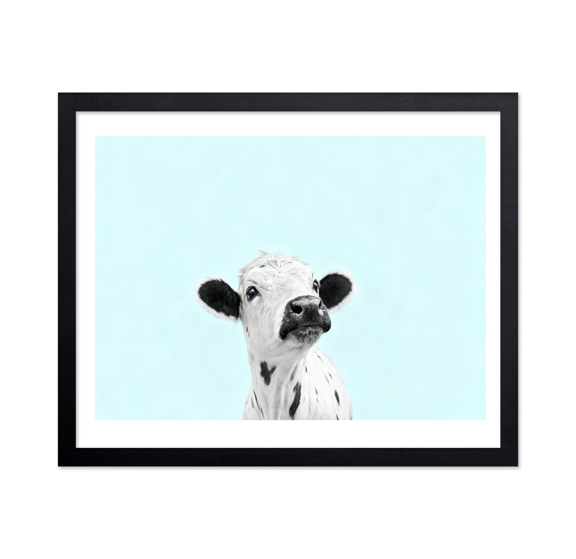 Curious Baby Cow