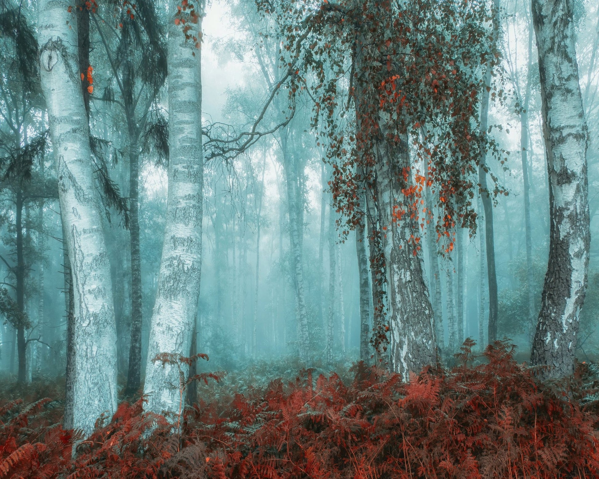 Misty Birch Forest No2