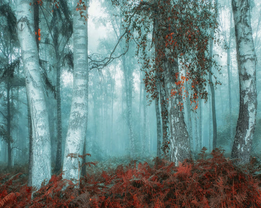 Misty Birch Forest No2