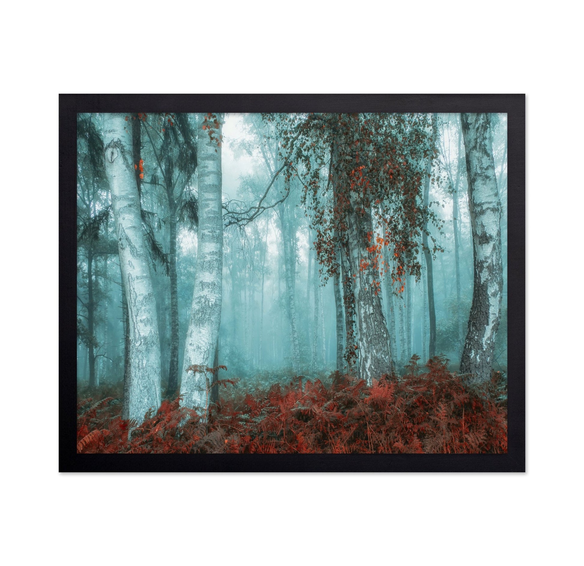 Misty Birch Forest No2