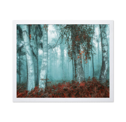 Misty Birch Forest No2