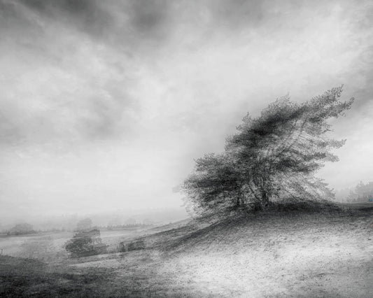 Windswept Heath Trees