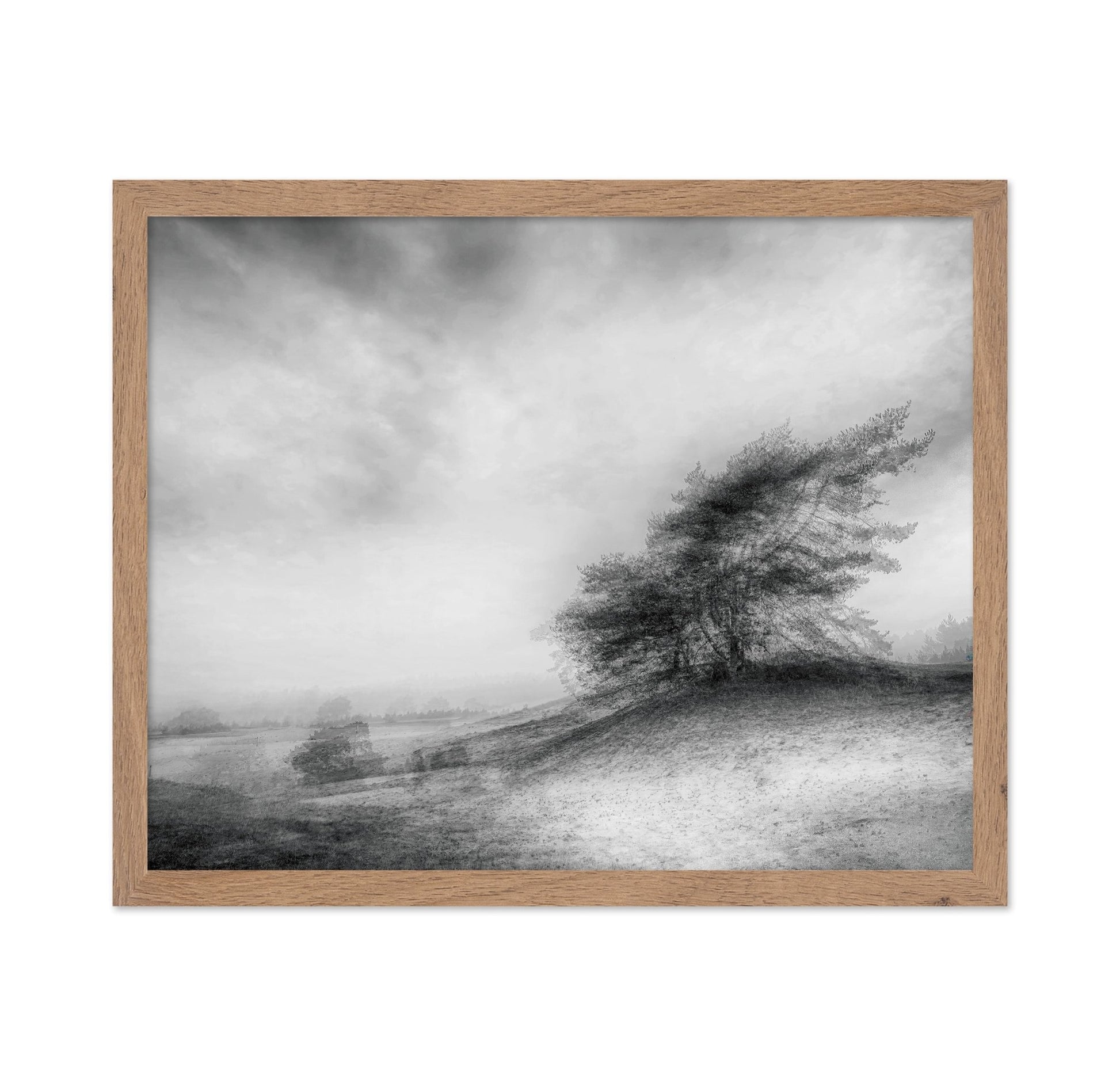 Windswept Heath Trees