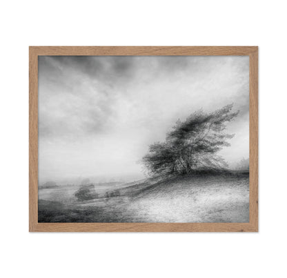Windswept Heath Trees