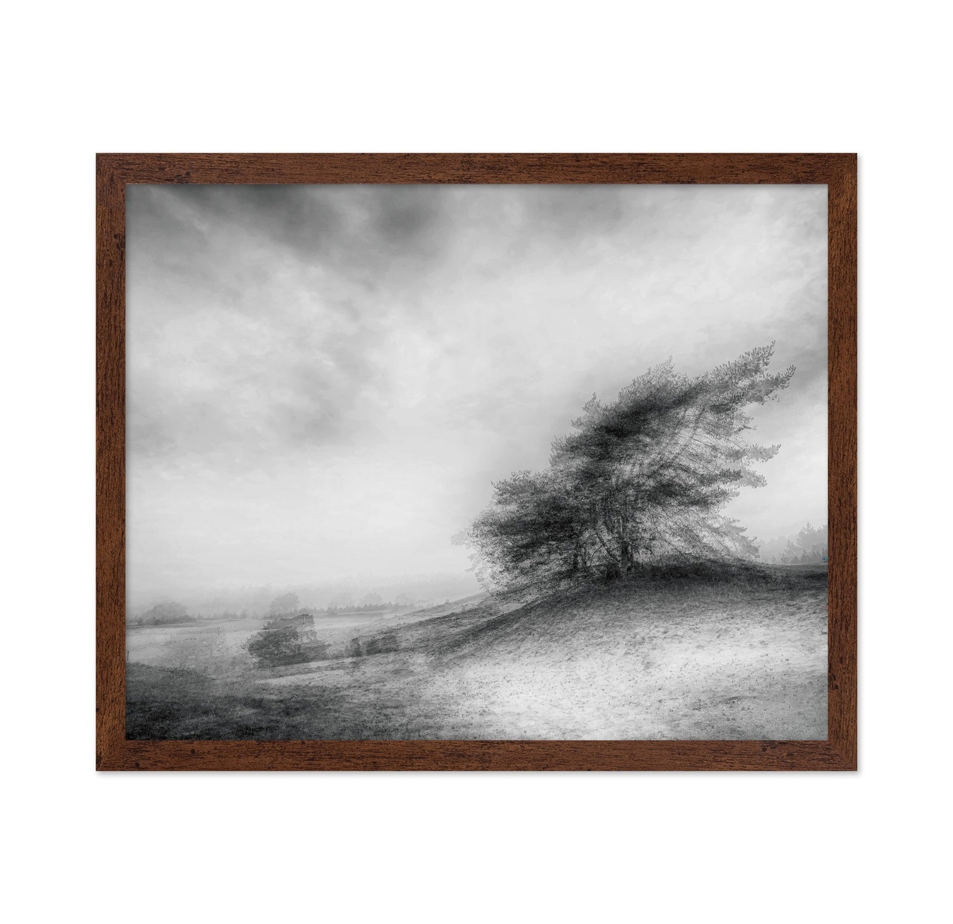 Windswept Heath Trees