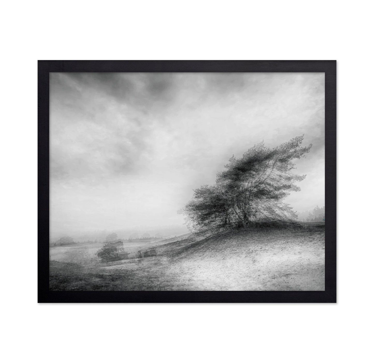 Windswept Heath Trees