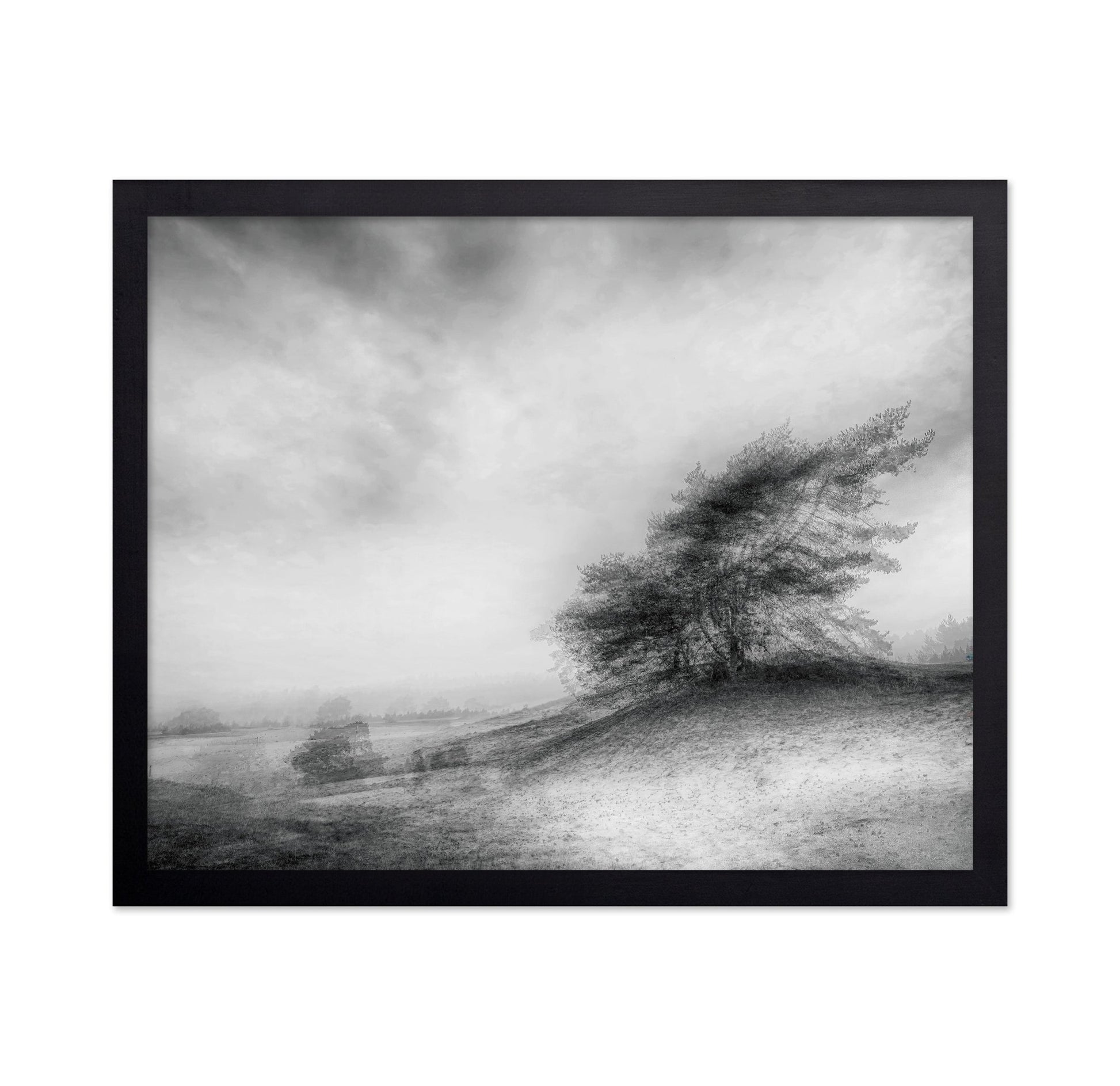 Windswept Heath Trees
