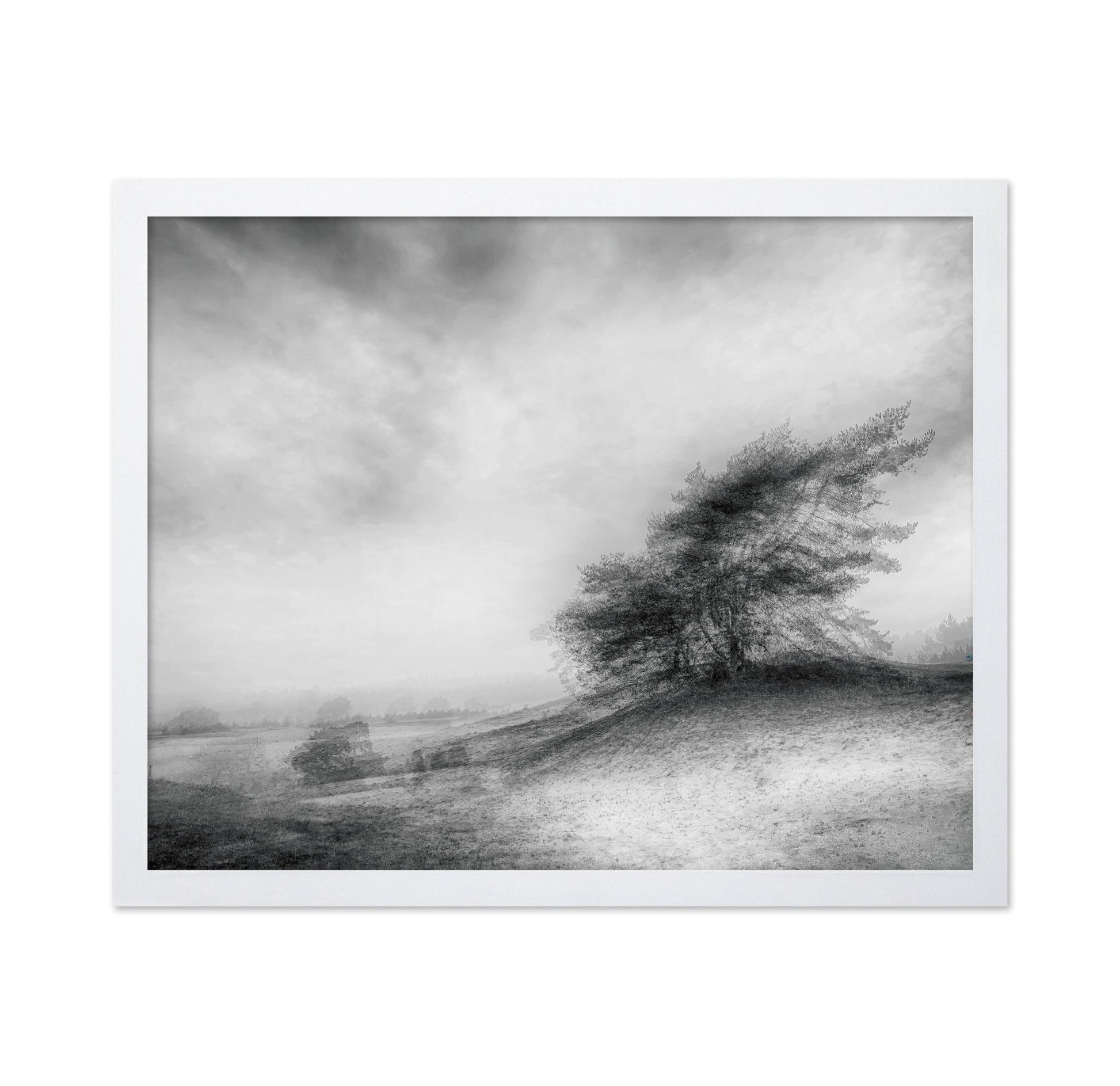 Windswept Heath Trees