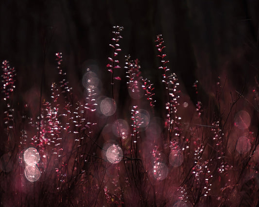Crimson Light Reflections