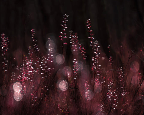 Crimson Light Reflections